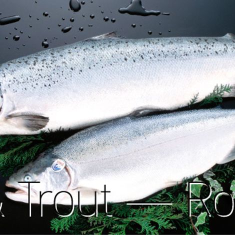 LEO FISH AS - Product