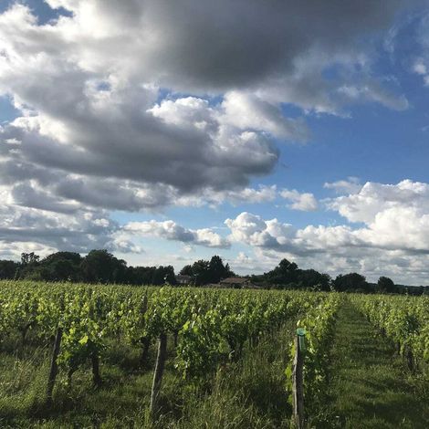 Vineyard