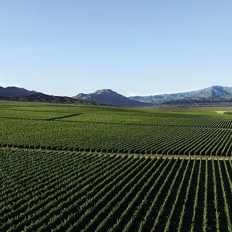 Graffigna_Wine_Vineyard