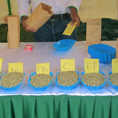 Thika Coffee Mills