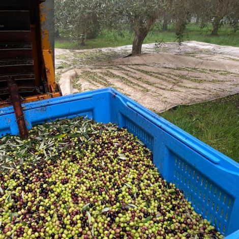 Oleapak Pty Ltd - Harvested Olive Oil