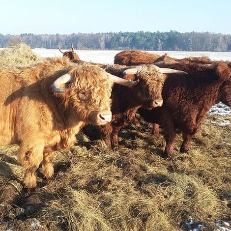 cattle