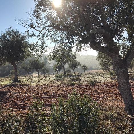 Olive Trees