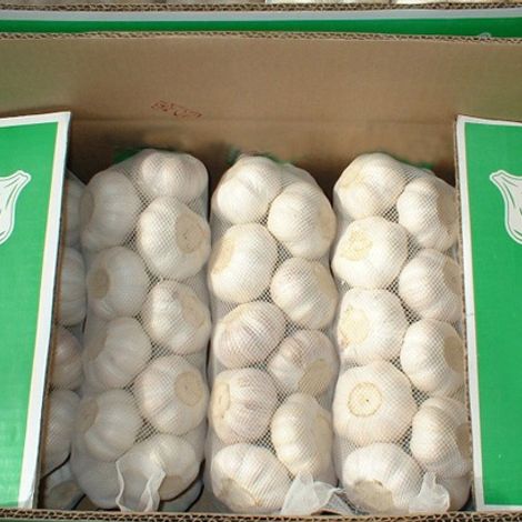 Garlic