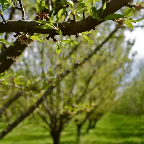Big Tree Organic Farms
