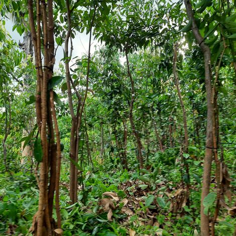 Our Own Cinnamon Lands