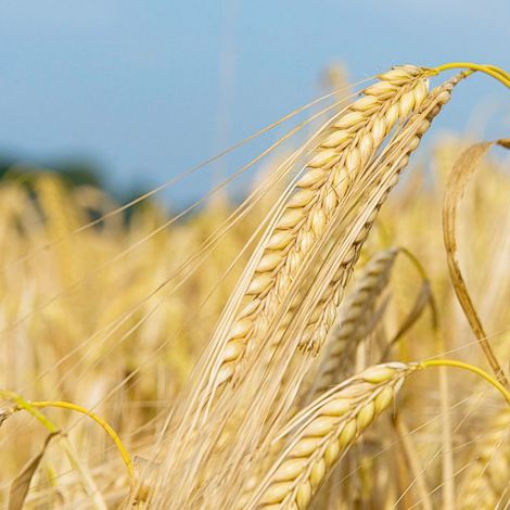 barley-head.jpg