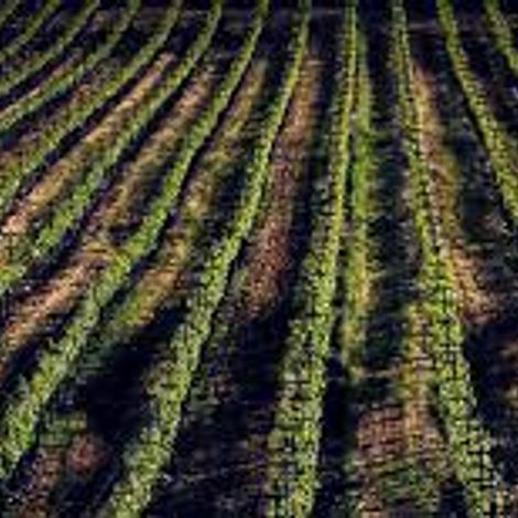 Hesperian vineyard 5.jpg