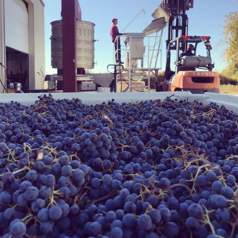 Wine harvest