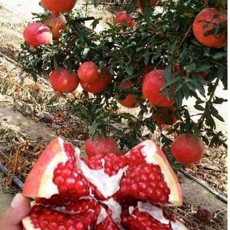 Egyptian Pomegranates