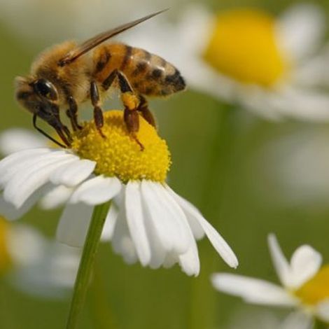 Bee Natural