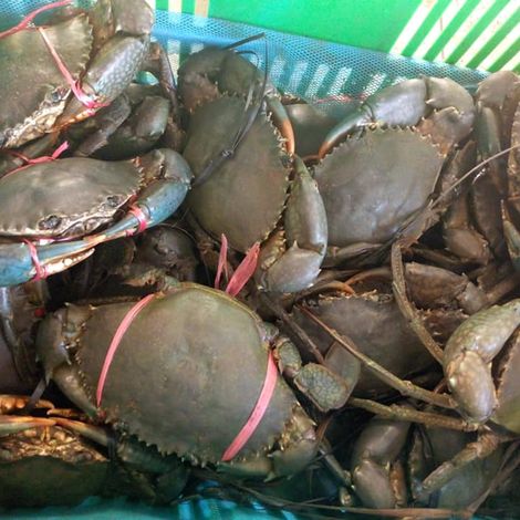 Live Mud crab ~ Scylla serrata