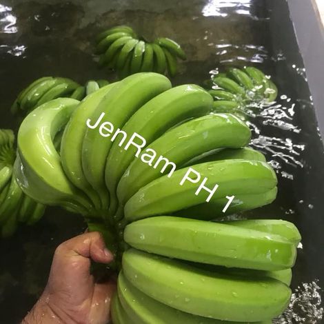Jenram_Cavendish Banana_Lowland