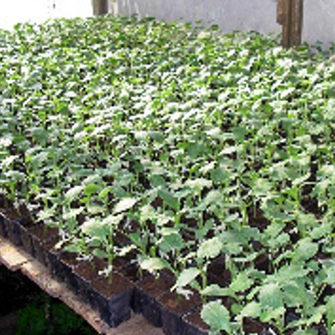 watermelon-plants.jpg