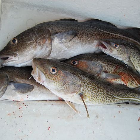 fishing-cod-feeding.jpg