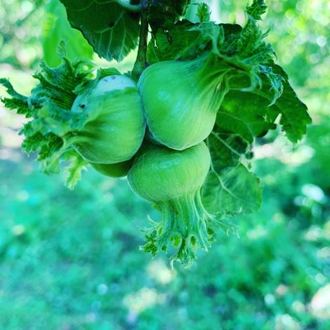 Arslanturk Tarim Urunleri San. Ihr. ve Ith. A.S. - Hazelnut