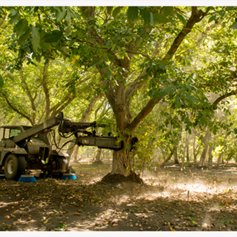 Sacramento Valley Walnut Growers - Plantation