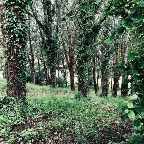 Tartuflanghe S.R.L. - Plantation