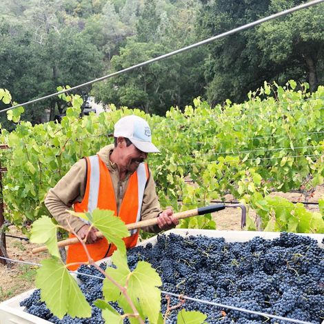 Davis Estates vineyards