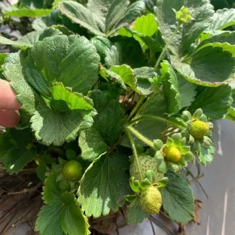 Berry People - Plantation