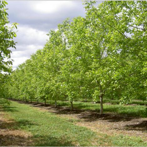 DANAMARK WALNUT - Plantation