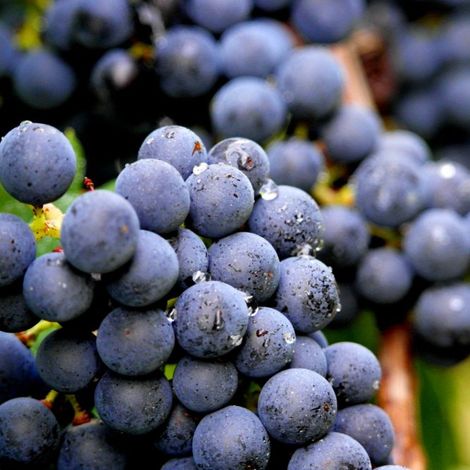 Château Croix de Rambeau's grapes
