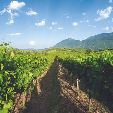 Vineyards