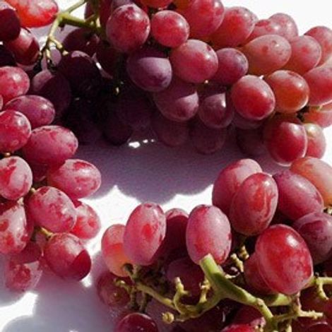 Egytree Company for Agriculture product