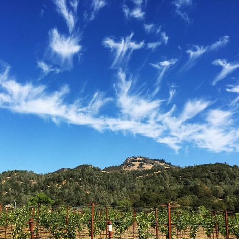 Sterling Vineyard