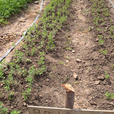 Oregano Plot