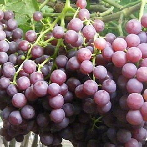 Egytree Company for Agriculture product