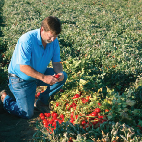 J. G. Boswell Tomato Company, LLC