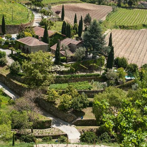Quinta de Covela - Vineyard