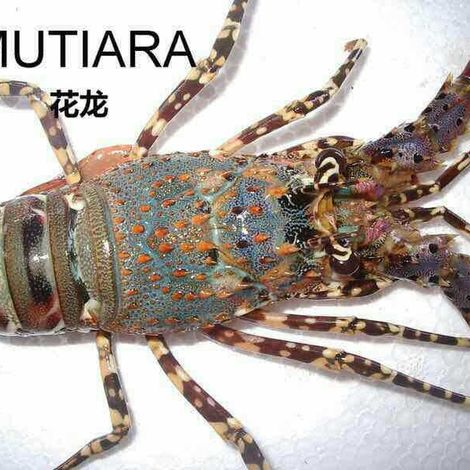 Live Lobster ~ Panulirus Ornatus