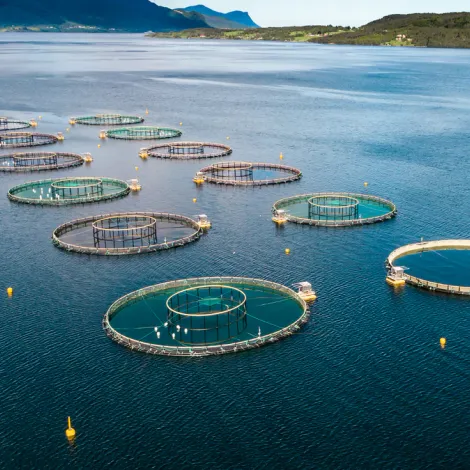 Salmon Farming