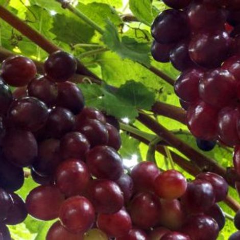 Fundo Sacramento S.A.C.