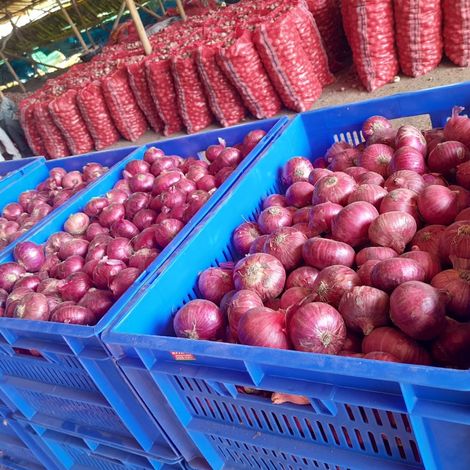 Ensure the Best Quality in Onions