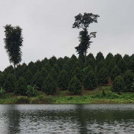 Our Durian Farm