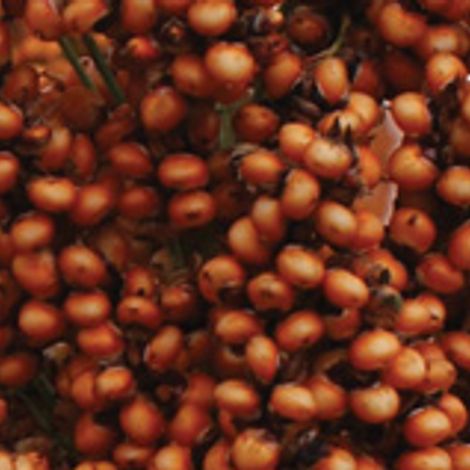 sorgo.jpg