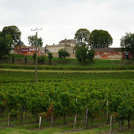 Château Barbé - Vineyard