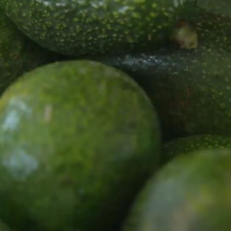 Mexican Avocado fair trade from producers