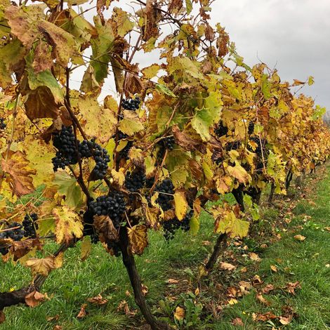 Vineyard