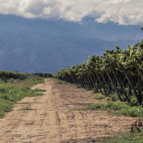 La Riojana Coop - Vineyard