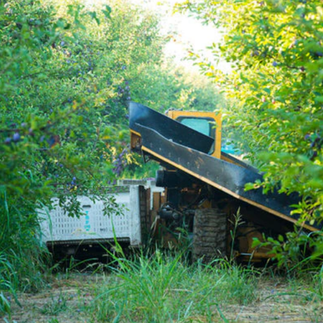 Harvest