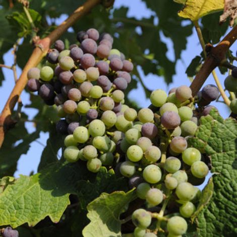 Grapes