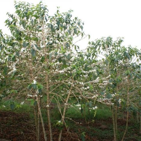JURU Coffee - Plantation