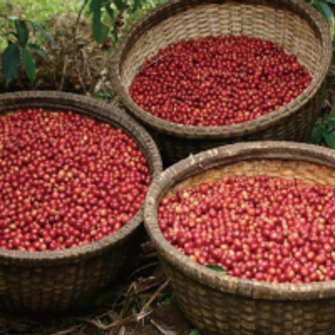 Ethiopia-Sidamo coffee