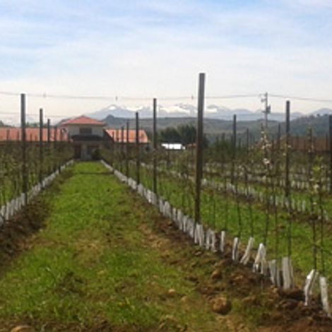 AGROINDUSTRIAL VALLE FRIO - Berry Orchard