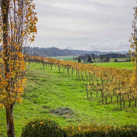 Keeler Estate Vineyard