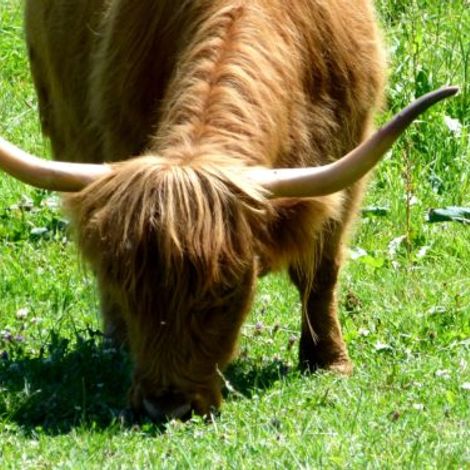 schotten01-710x375.jpg